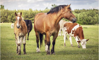nutrition animale LEPLATRE SAS chevaux vaches poneys