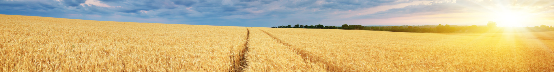 champ de bl&#233; dans la beauce avec soleil couchant pr&#232;s du n&#233;goce LEPLATRE