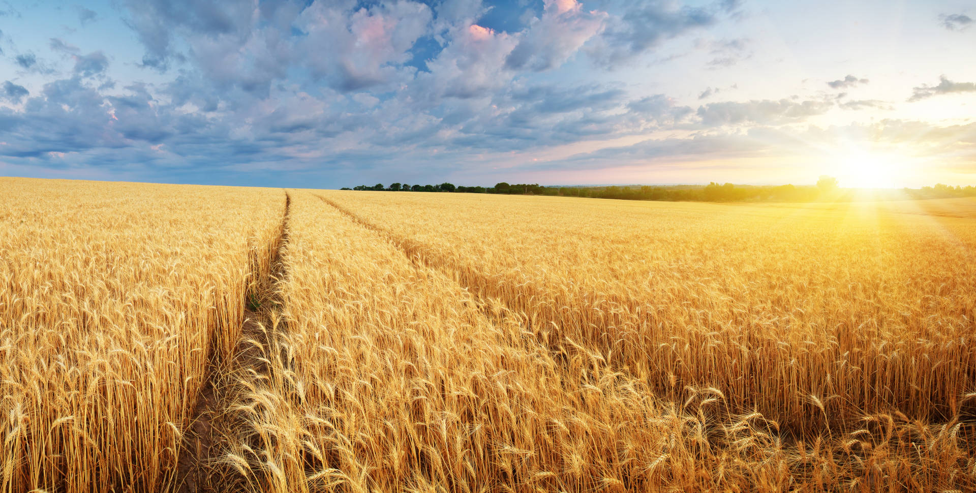 champ de bl&#233; dans la beauce